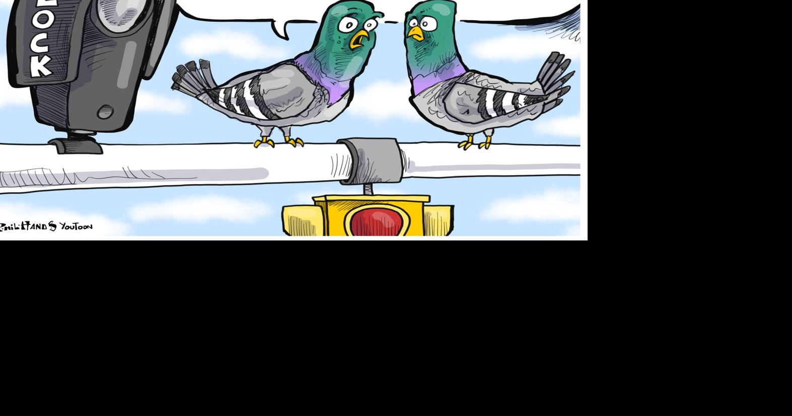 YOU TOON Pigeons perch near Flock cameras in You Toon caption contest