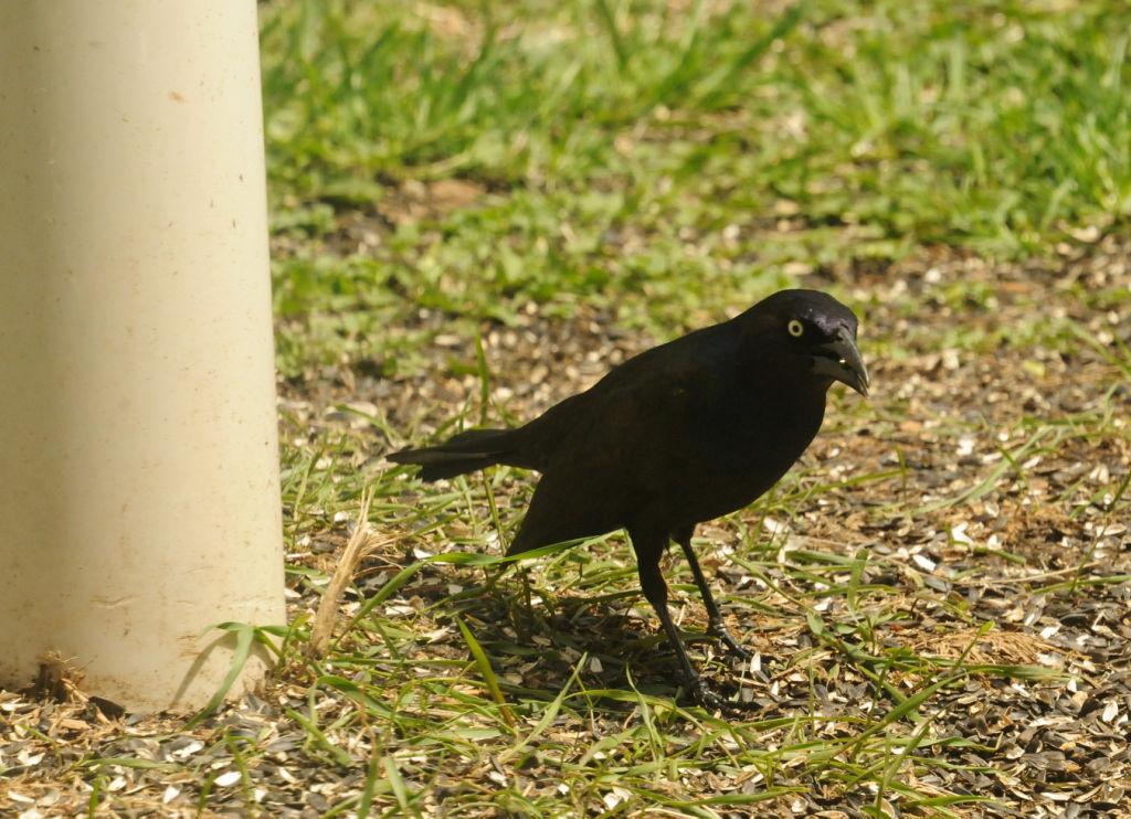 Patrick Durkin Dead Bird Perished Thanks To The Feeder Outdoors