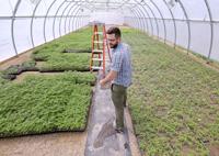 A hemp revival