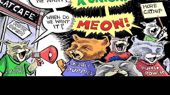 Hands On Wisconsin Will Cat Cafe Workers Unionize In Madison