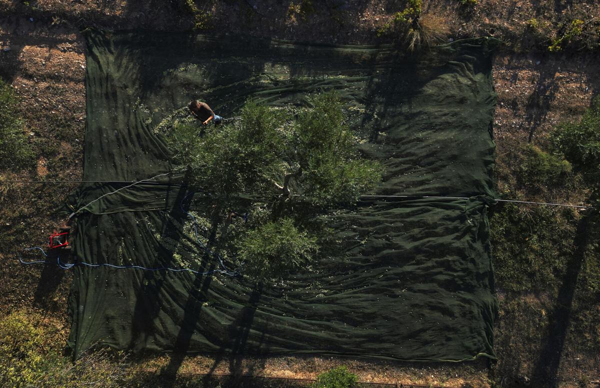 Pink water in Maui pond is eye-catching, but drought may be to blame