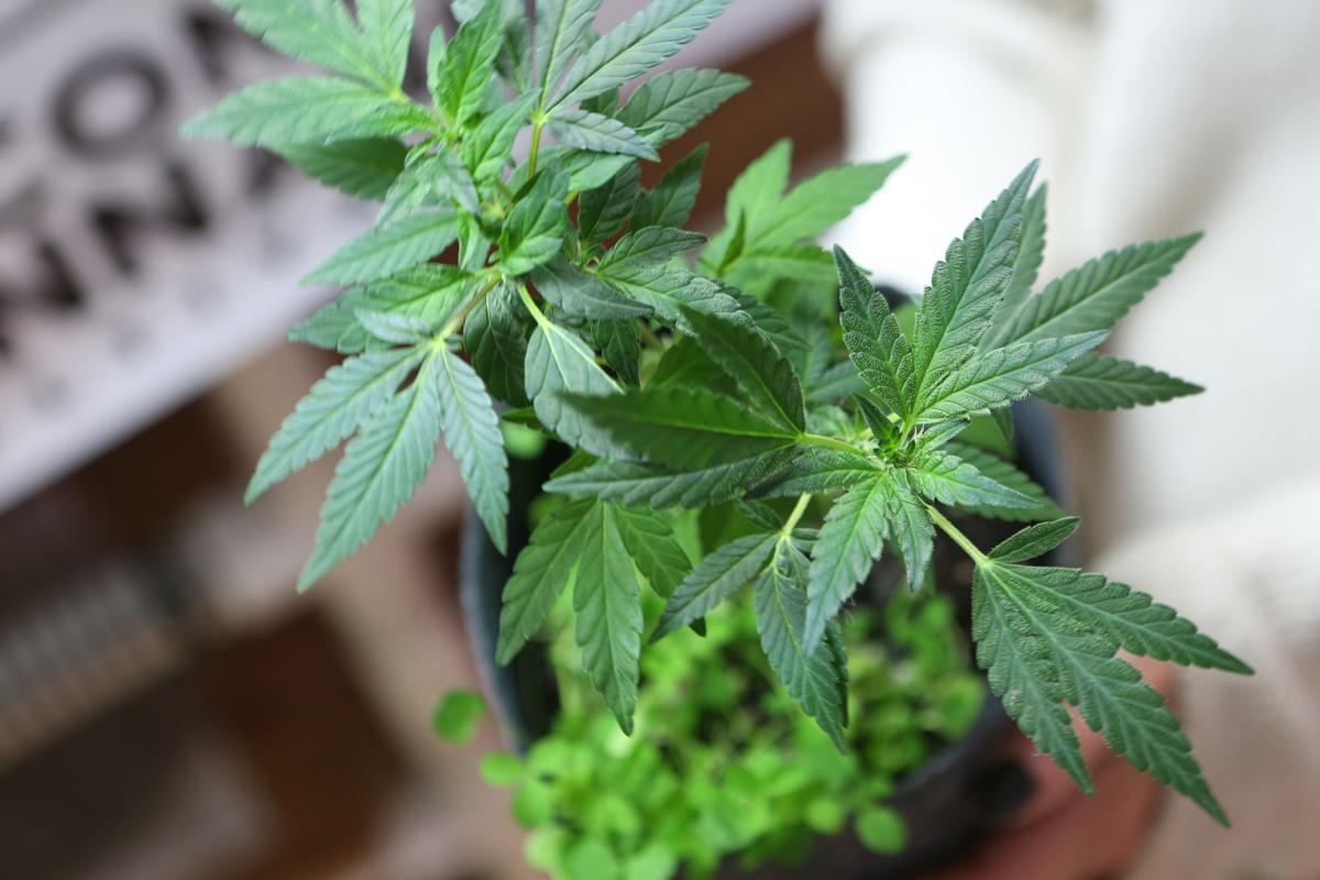 Cannabis plant
