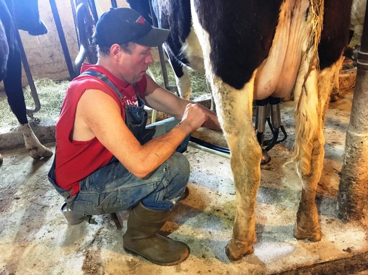 Nels Nelson milking cow (copy)