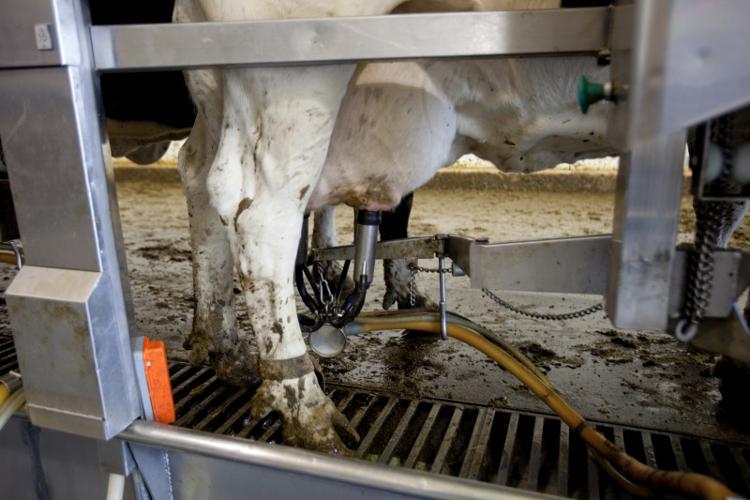 factory farms (Day 1) No. 16