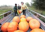 PUMKIN REGATTA PICKIN'S