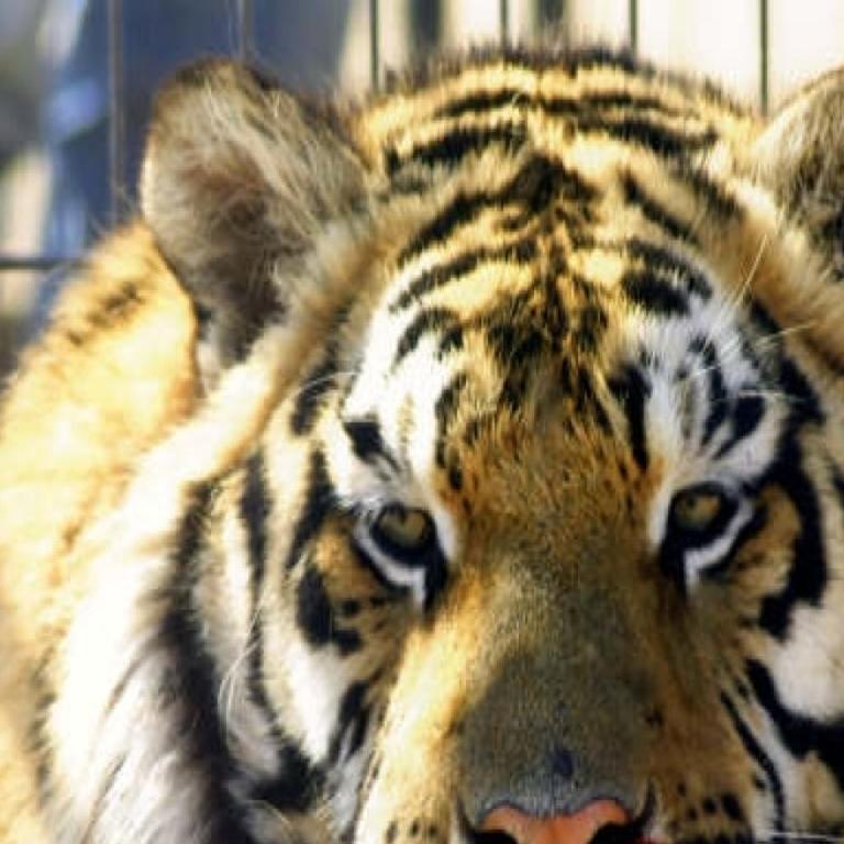 Man Bitten By Tiger At Big Cat Rescue Facility Local News