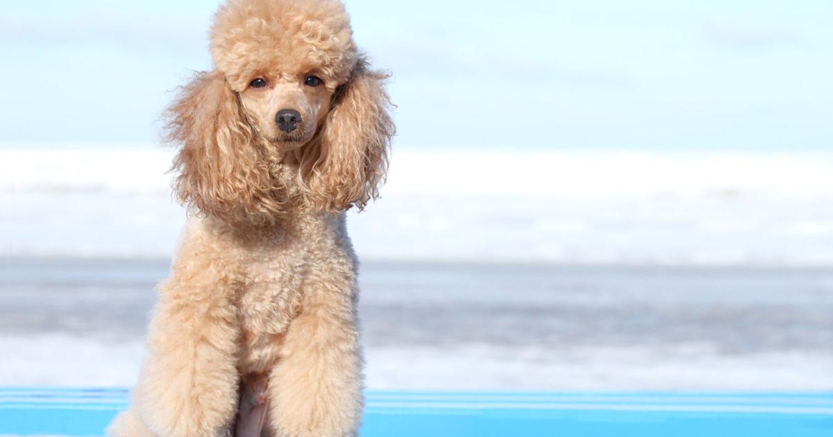 Inadequately socialized pet just desires time and education to be nicely-adjusted adult Inadequately socialized pet just desires time and education to be nicely-adjusted adult