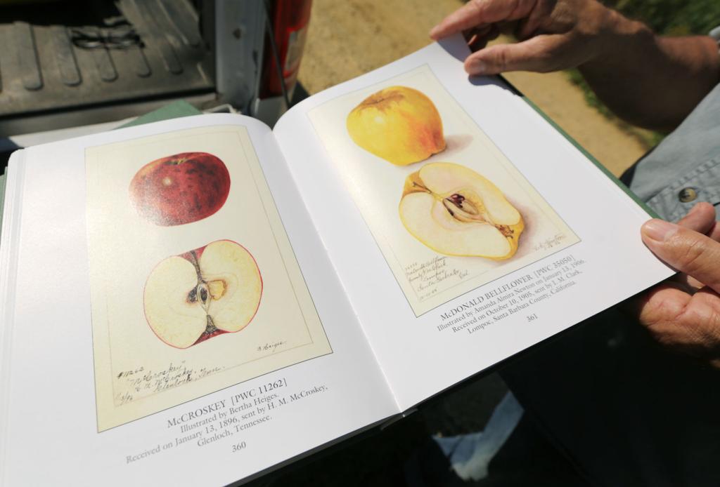 A Lifetime Of Apples Local News Madison Com