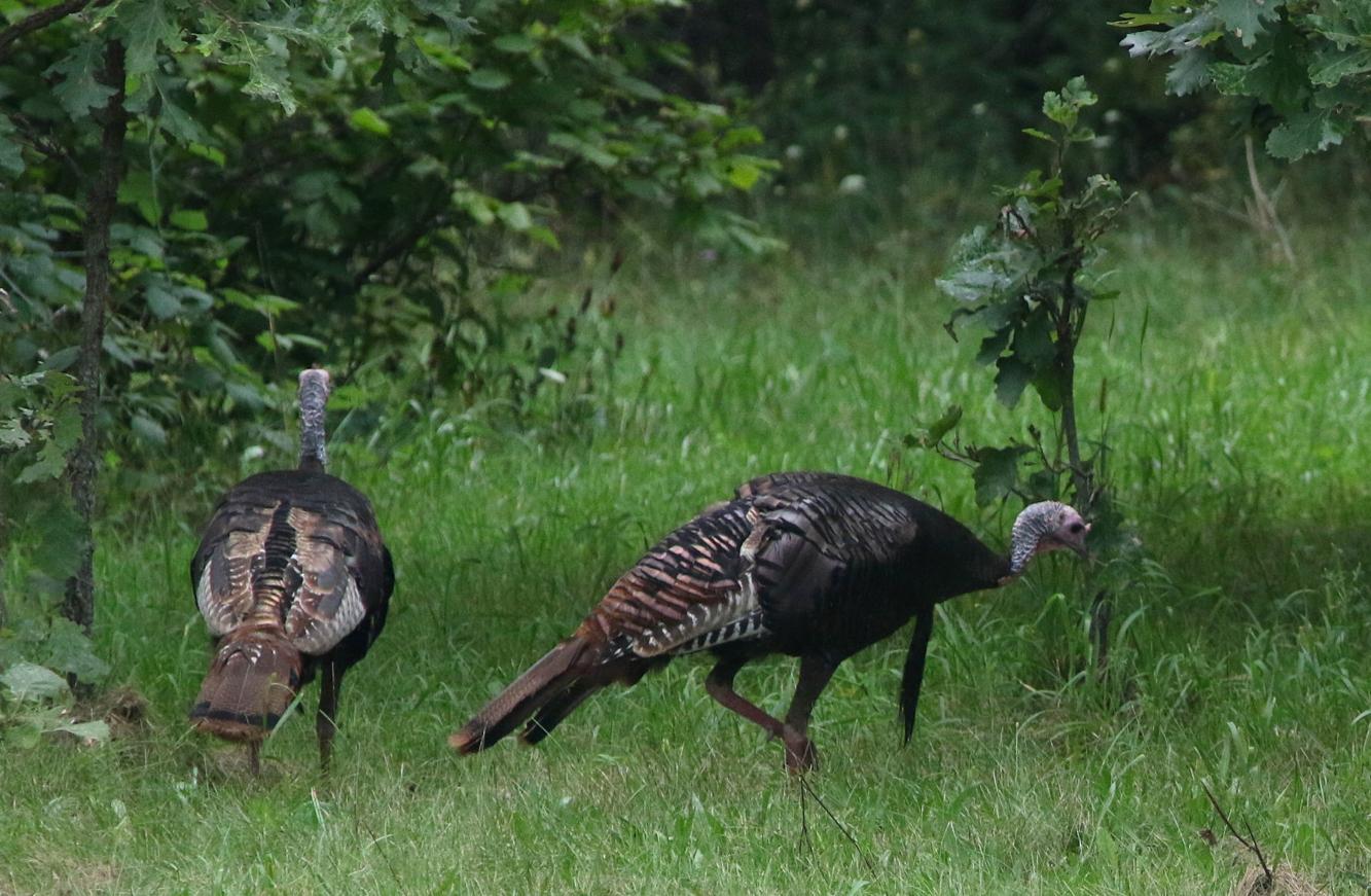 Jerry Davis: NWTF receives habitat grants from WDNR | Outdoors