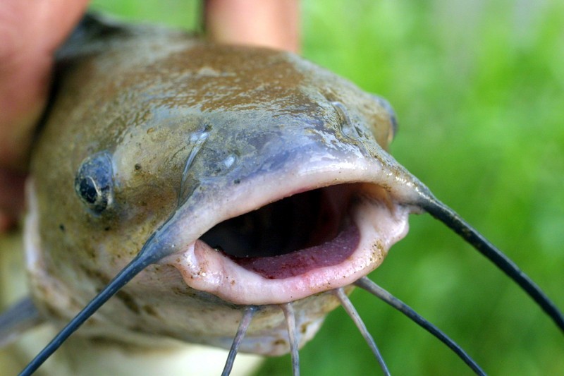 catfish in trap sell in market Stock Photo