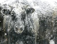 Cow in a blizzard, Feb. 6, 2008