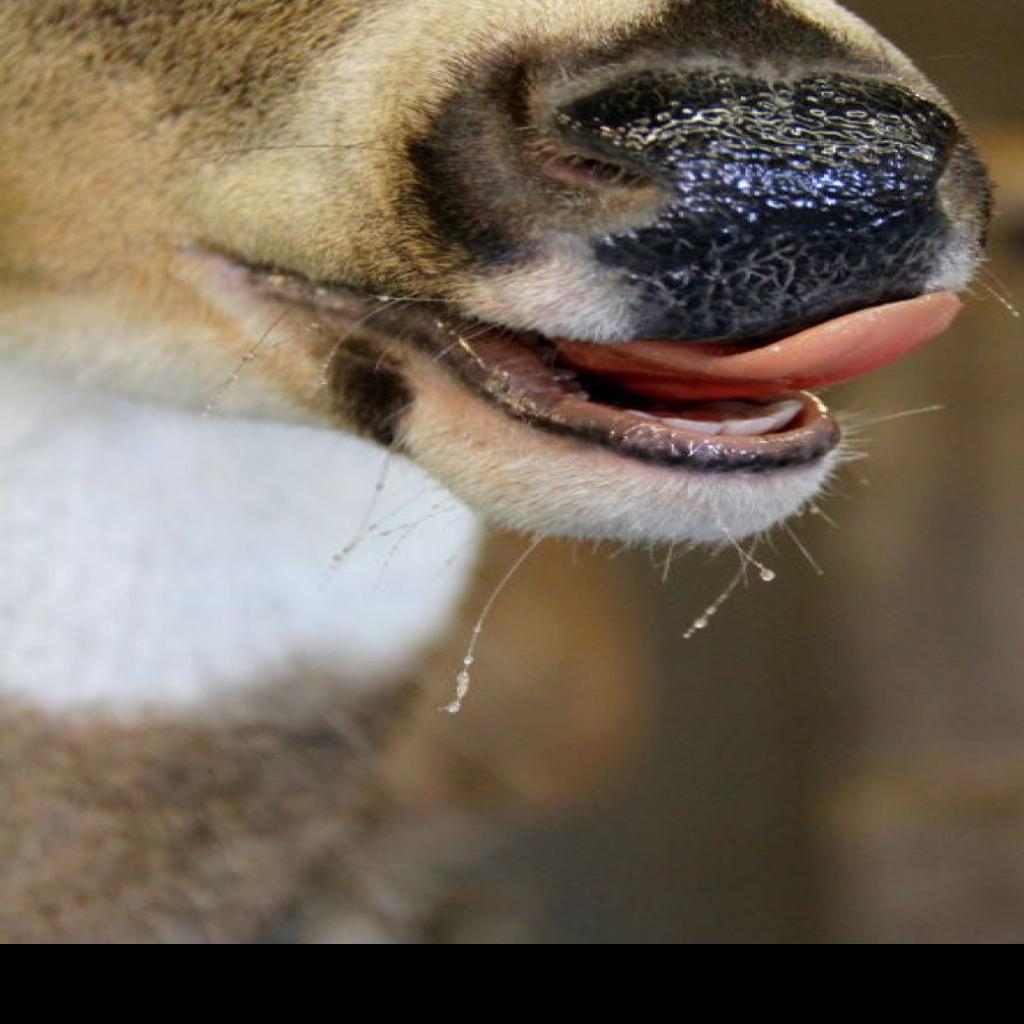 Jerry Davis Wisconsin Taxidermist Glad He Pursued His Passion Outdoors Madison Com