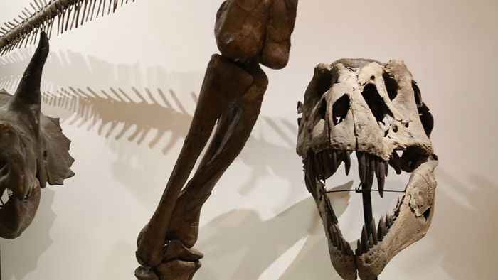 Blue Sky Science: Is it possible to bring back extinct animals?