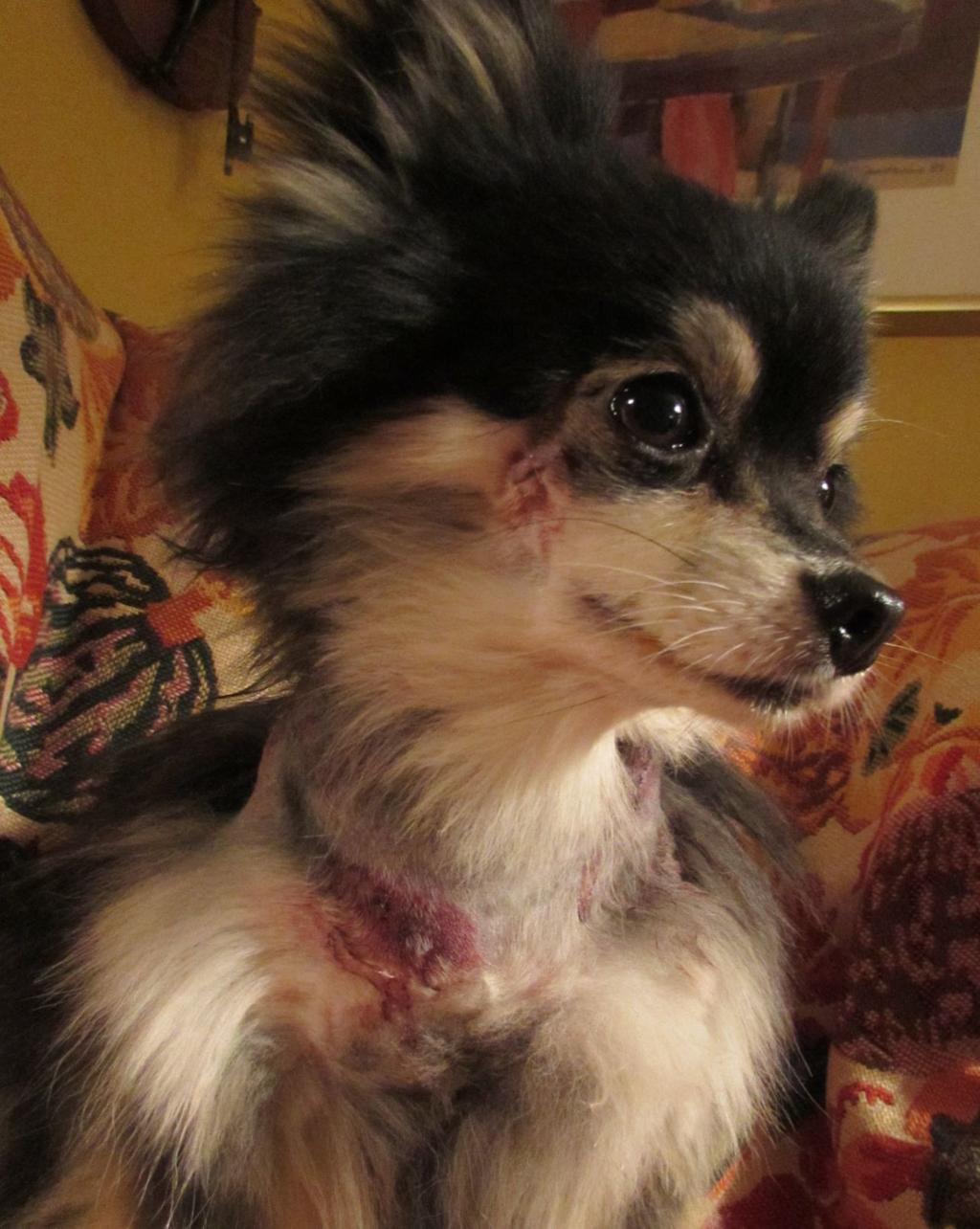 coyotes animals facts on Coyote Attacks Put Madison East Side Pet Owners On Edge Local News Madison Com