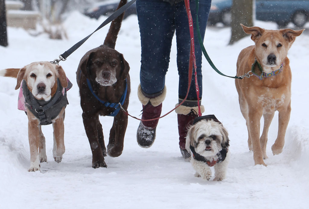 how can i keep my dog in the snow