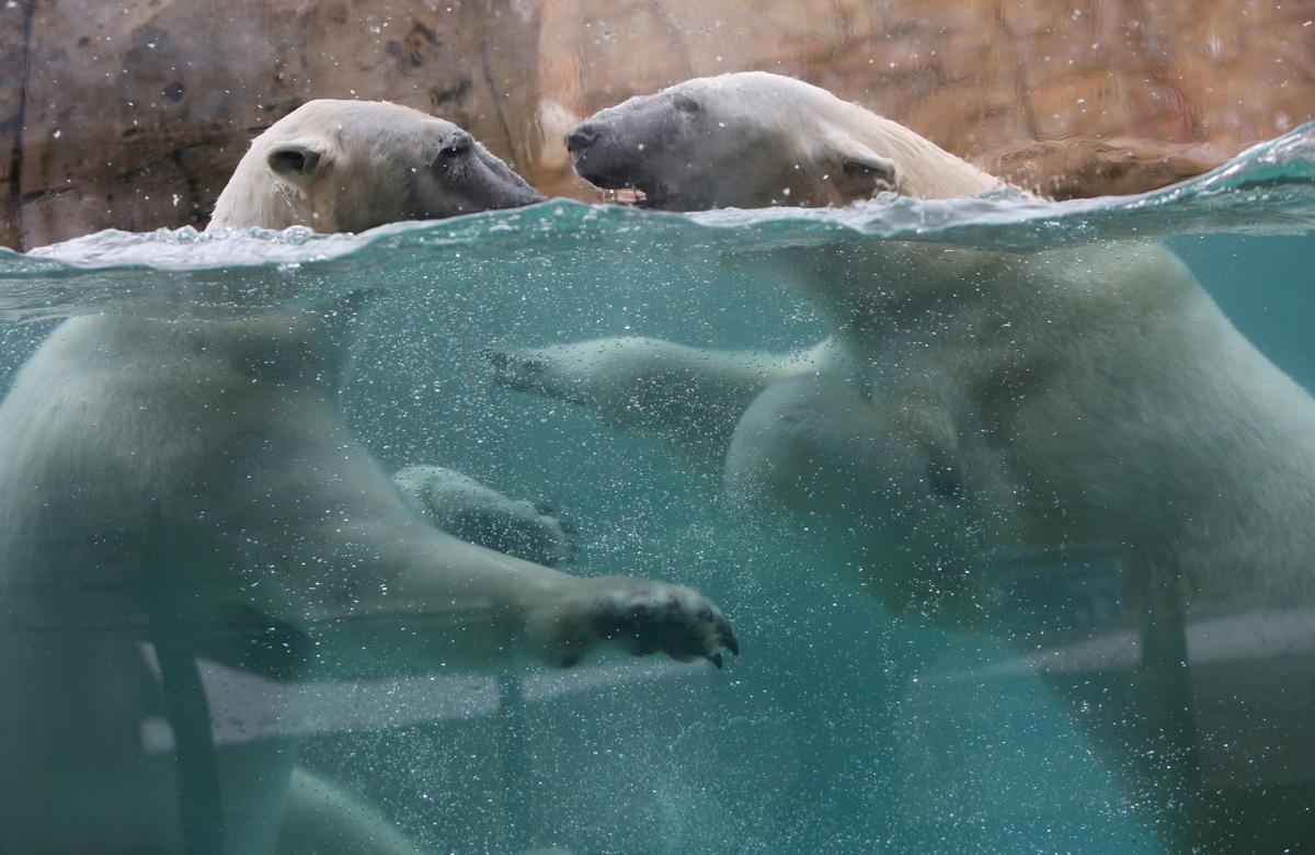 Polar bears at Henry Vilas Zoo