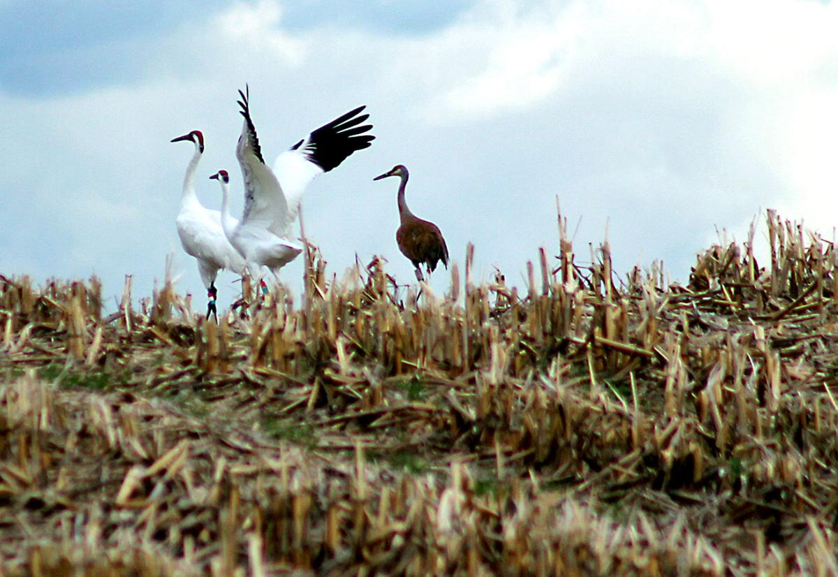 RARE CRANE