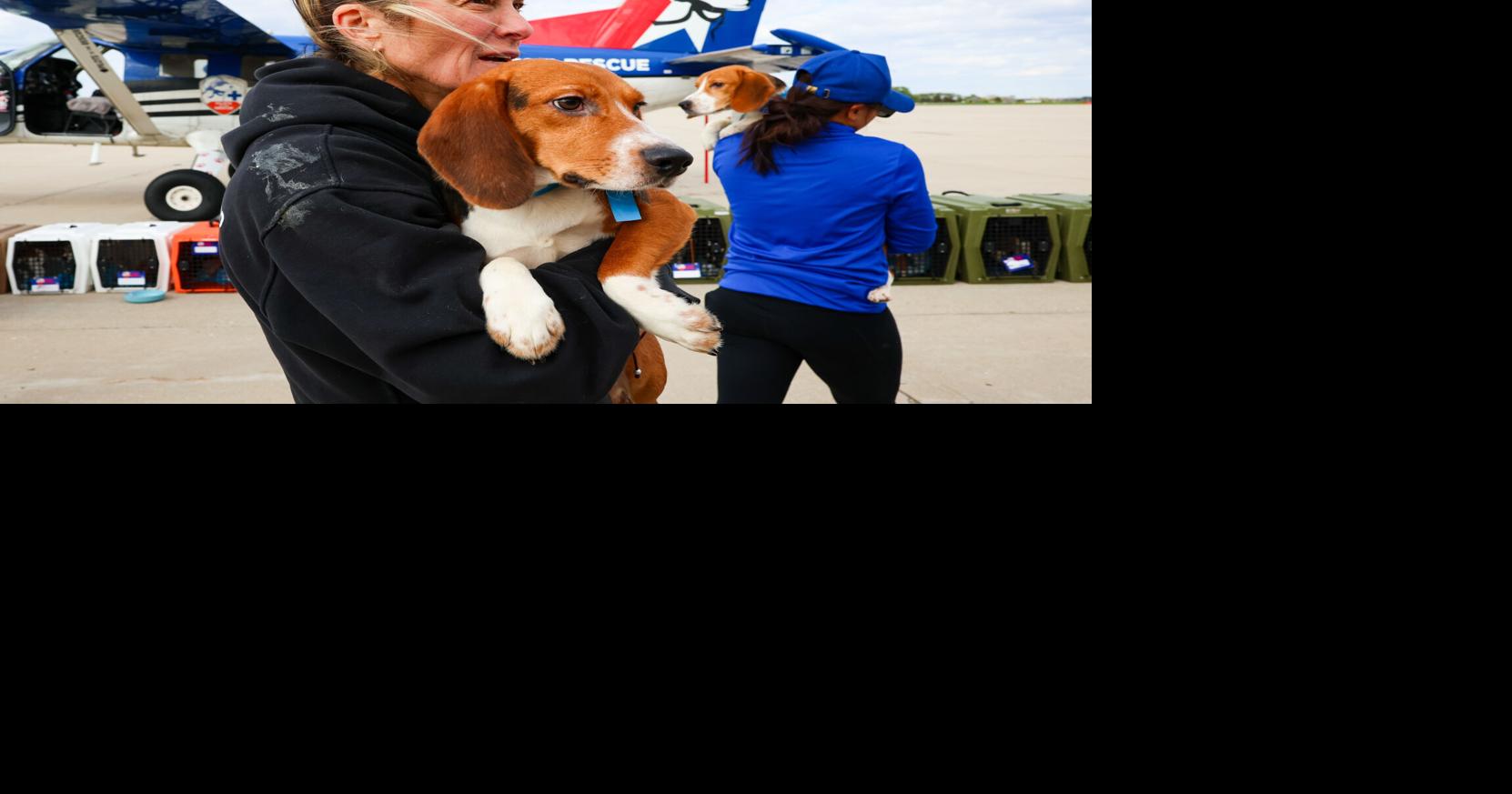 Photos: Released Ridglan Farms beagles prepare to fly to East Coast