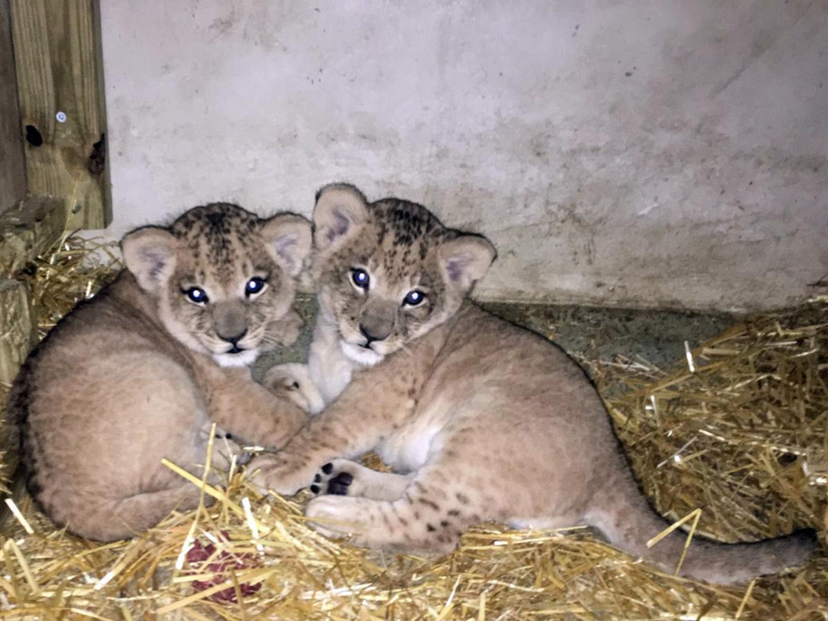 Henry Vilas Zoo announces birth of two new lion cubs ...
