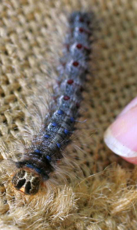 Gypsy moth spraying starts in May