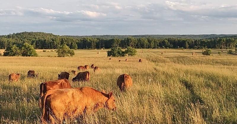 Wisconsin Cap Northern Wisconsin drought threatens farms, lakes