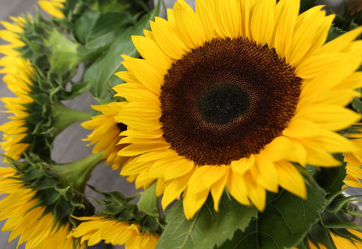 Photos Naly S Floral Shop Local News Madison Com