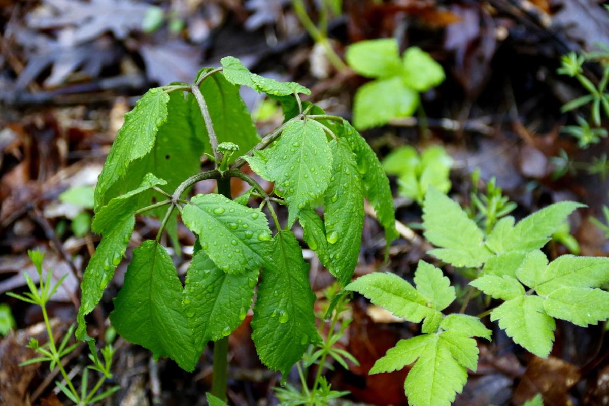 Jerry Davis Get familiar with wild ginseng in May