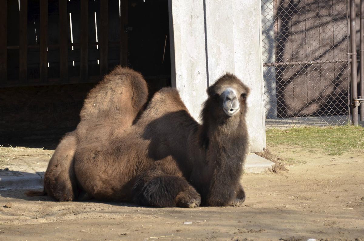 Sheela the camel