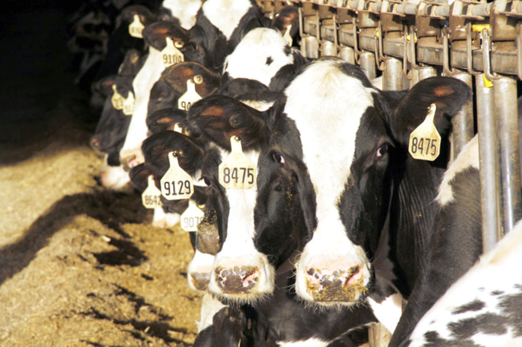 CAFO cows