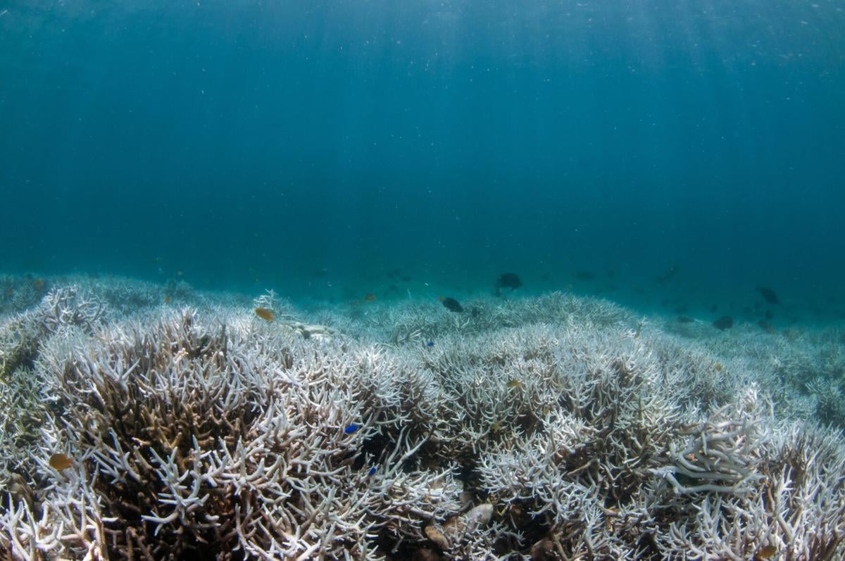 Marine heat waves affect both weather and marine ecosystems