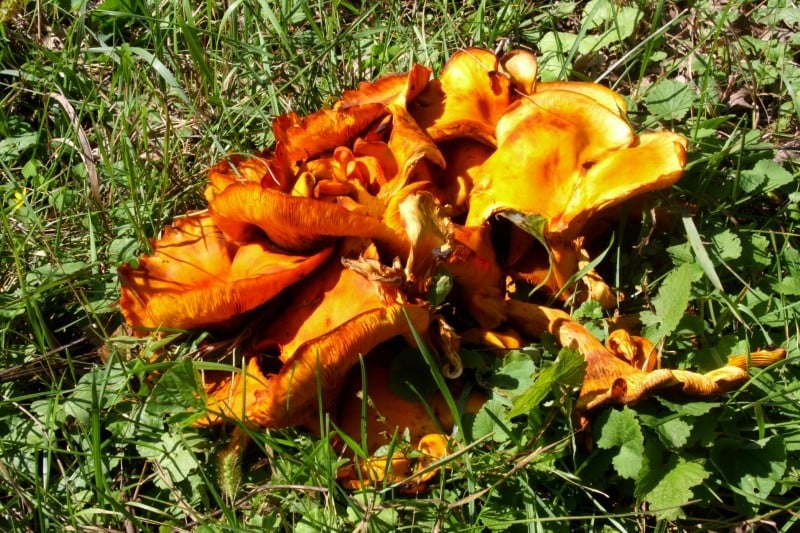 Nature S Way Focus On The Jack O Lantern Fungus