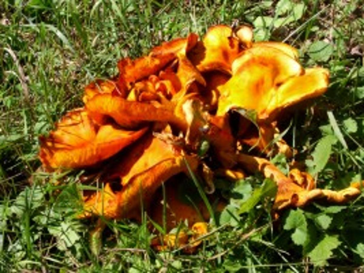 Nature S Way Focus On The Jack O Lantern Fungus Outdoors Madison Com Nature S Way Focus On The Jack O Lantern Fungus Outdoors Madison Com
