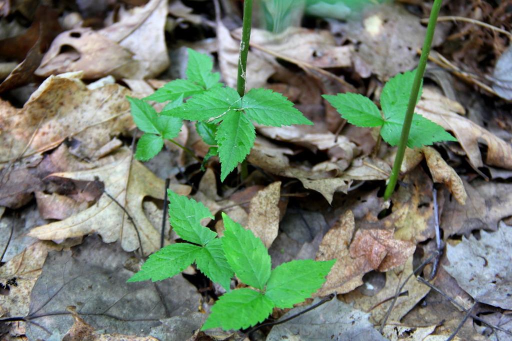 Ginseng Continues Rebound In Central Wisconsin Local News Madison Com
