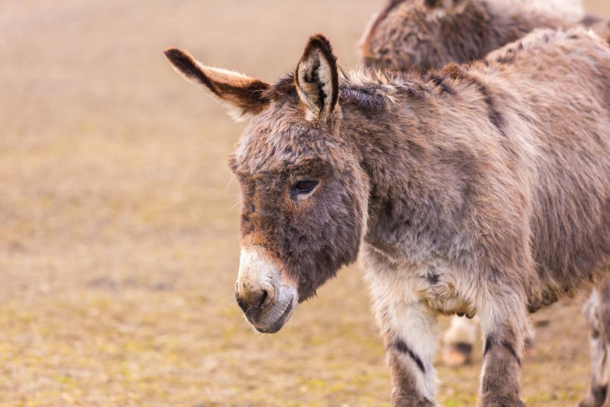 Donkey (Equus asinus)