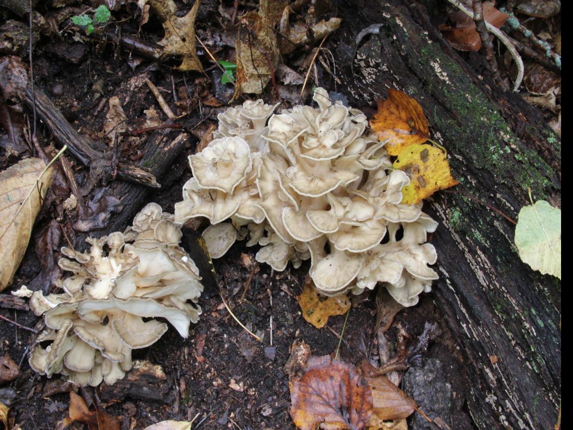 Jerry Davis Wild Mushroom Hunters Getting Out And About Outdoors Madison Com