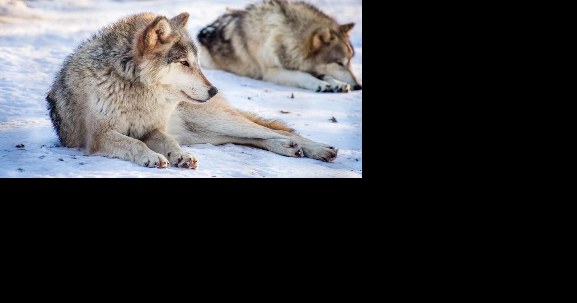 Killing wolves does not reduce farm livestock deaths, study finds