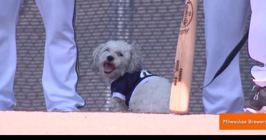 How a stray dog trains with the Brewers