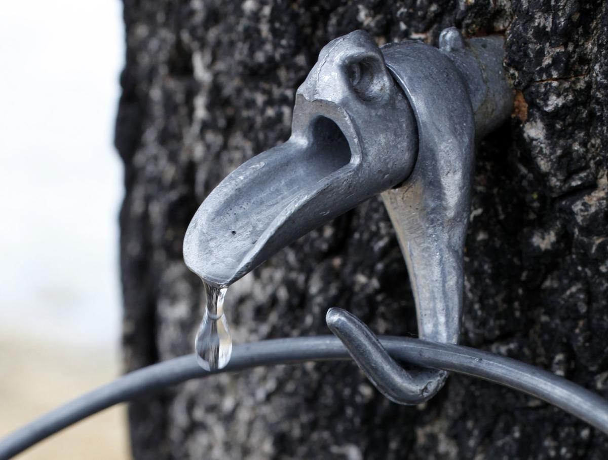 Maple syrup tapping