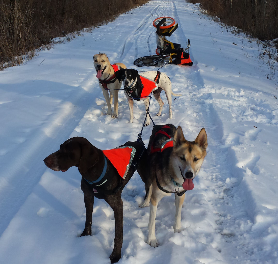 Two years after dogs killed by coyote hunter DNR hasn t changed