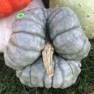 gray trilobed Australian heirloom Triamble pumpkin seeds cooking or decorative 