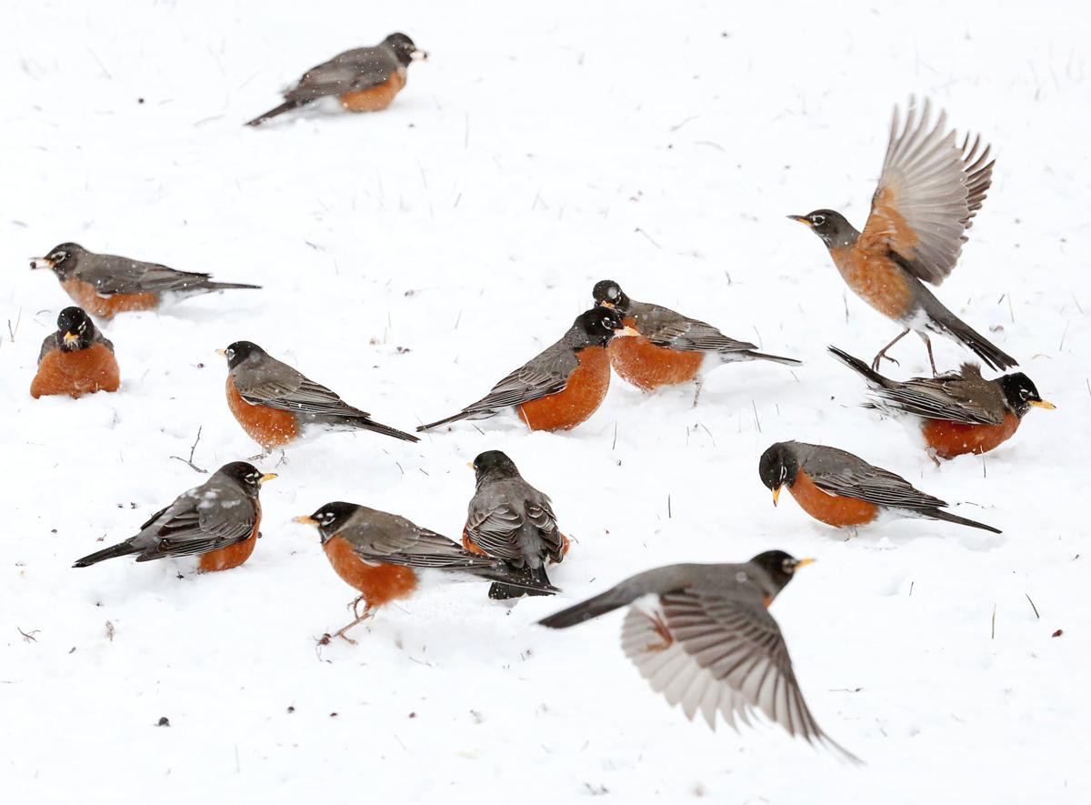 How To Help Robins Survive The Harsh Winter Weather