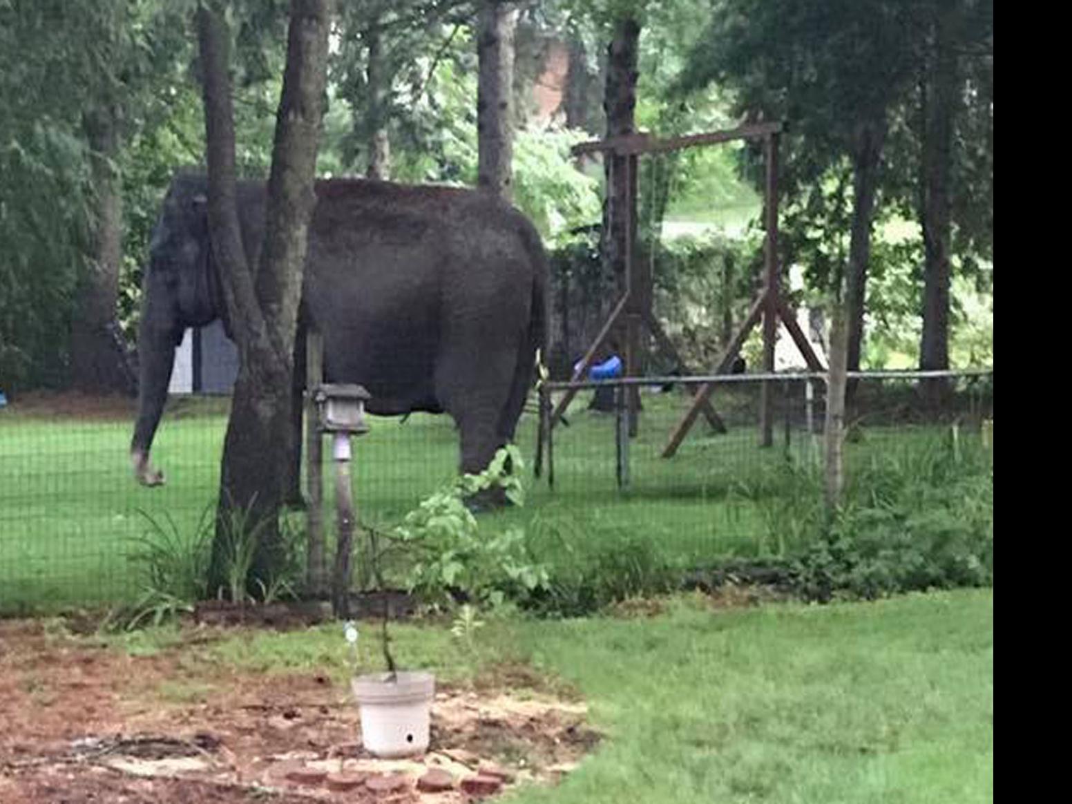 Elephant Escapes From Circus World In Baraboo Strolls Through