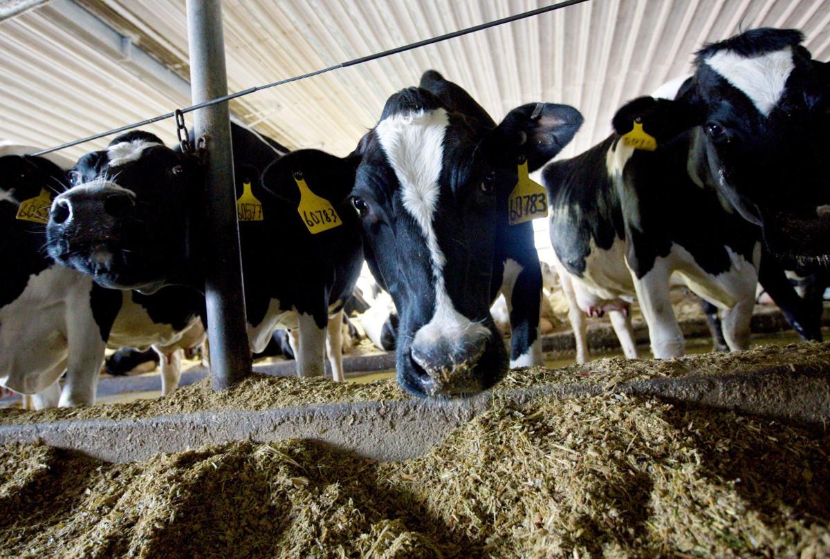 Dairy cows