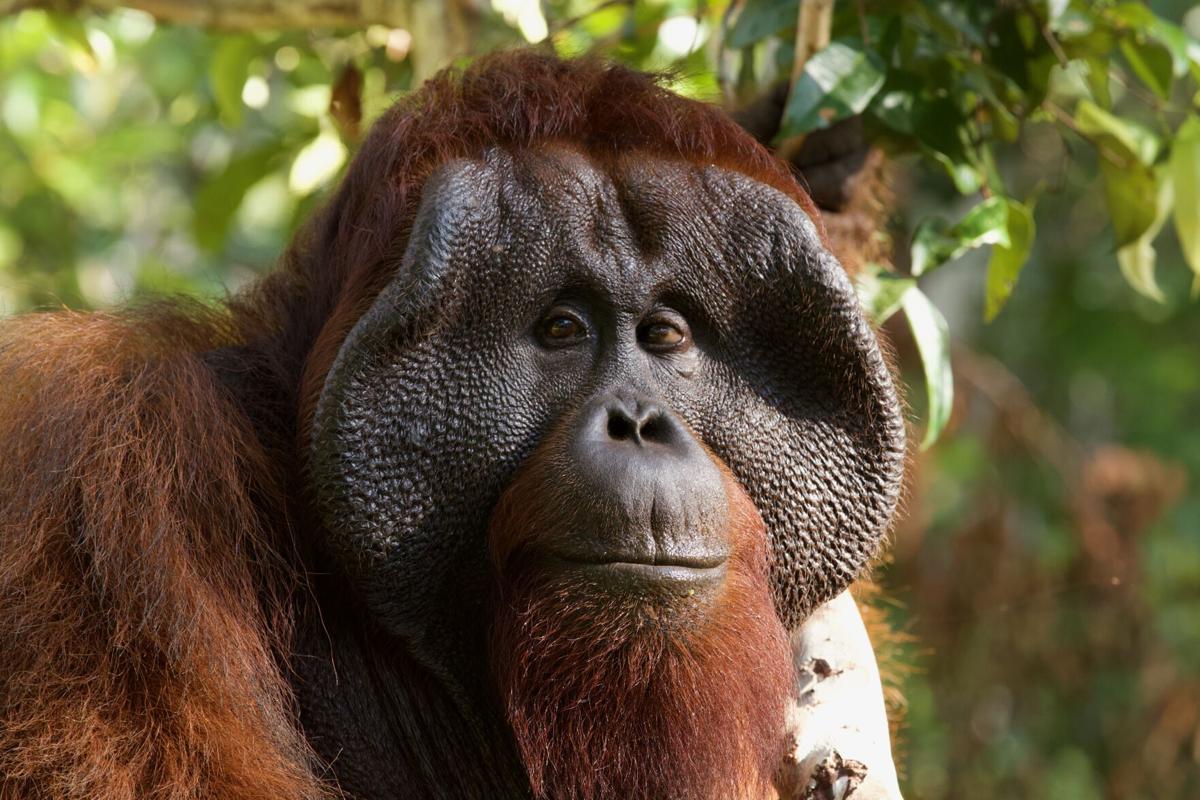 UW researchers discover orangutan genome mix-ups that could affect zoo  animals