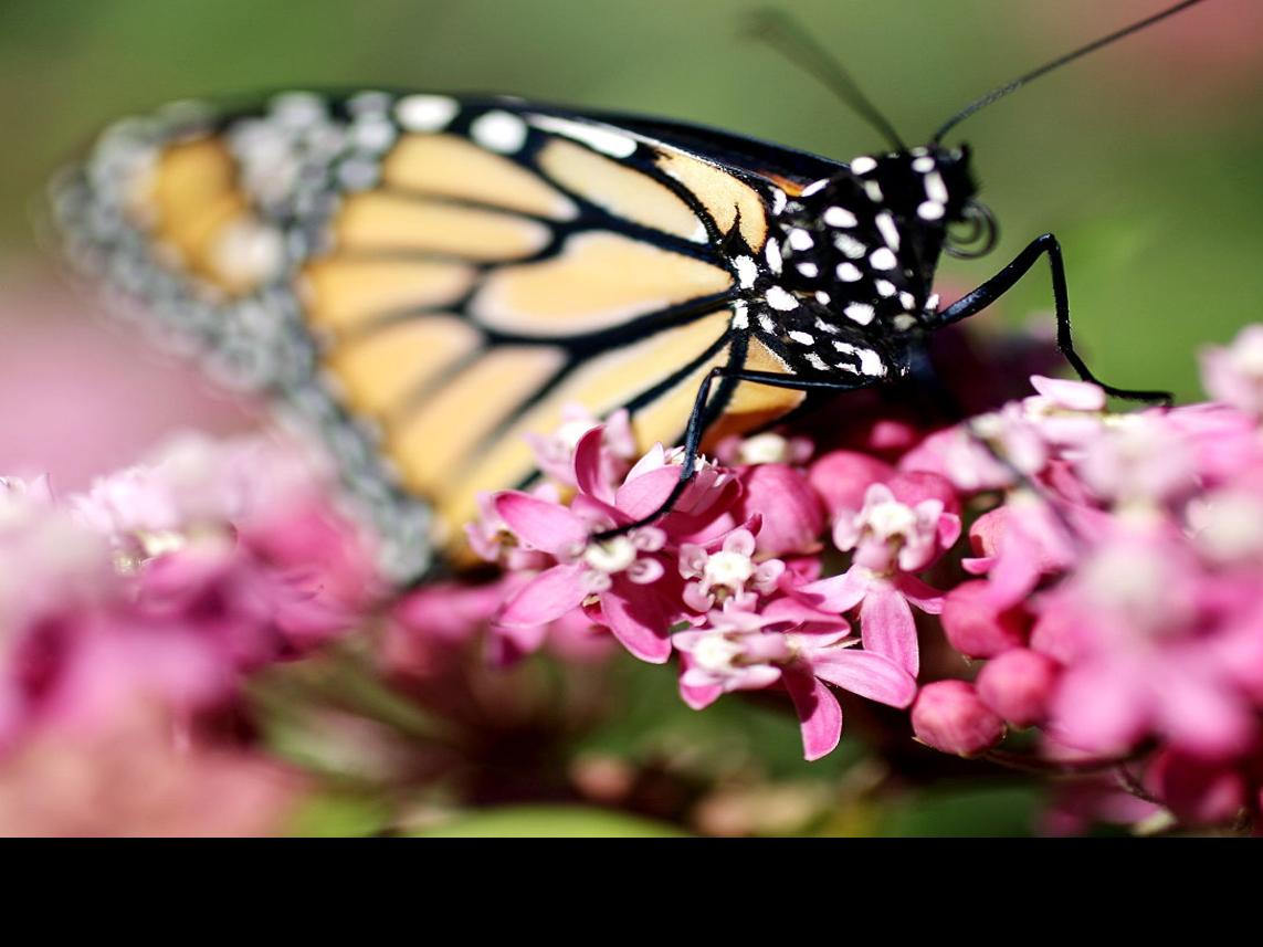 Just Ask Us Are There Any Plants Native To Wisconsin That Are Now Hard To Find Naturally Just Ask Us Madison Com