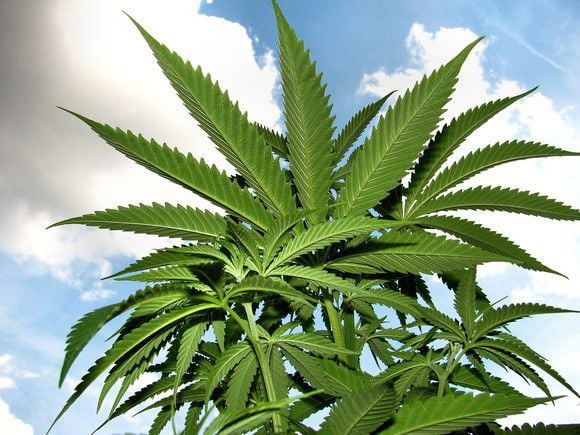 2 Marijuana Stocks That Rocketed Higher by a Double-Digit Percentage Last Week