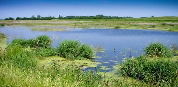 Wetland adjacent to farmland