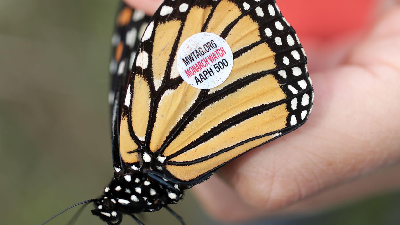 Download Just Ask Us Will A Butterfly Die If You Touch Its Wings Just Ask Us Madison Com