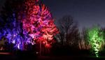 Lighted trees