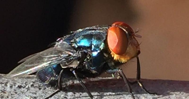 Screwworm heads north; Wisconsin experts urge monitoring Hope Kirwan Wisconsin Public Radio Jun 11, 2026 16 mins ago